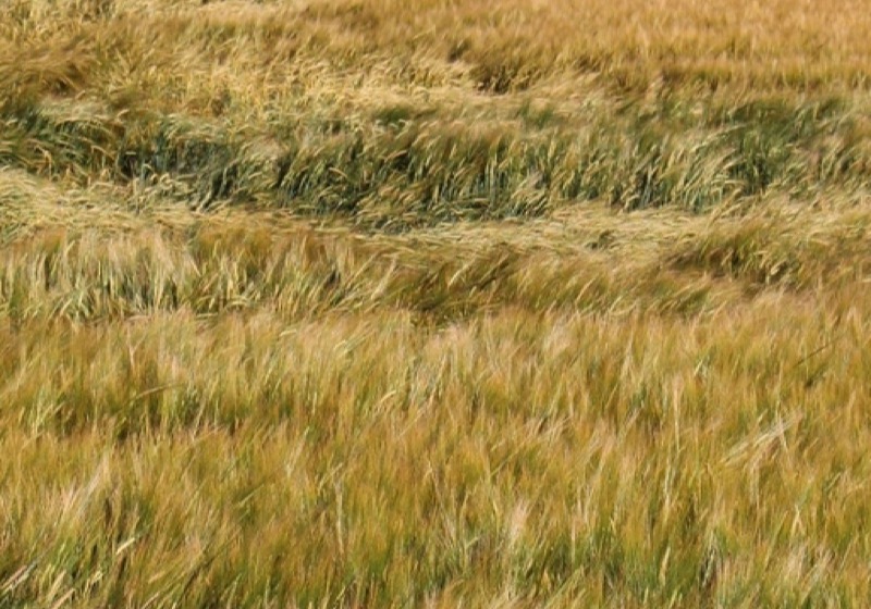 Ripe barley bending in the wind across a paddock
